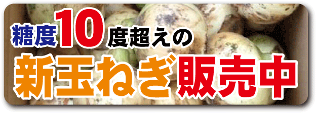 玉葱 通販